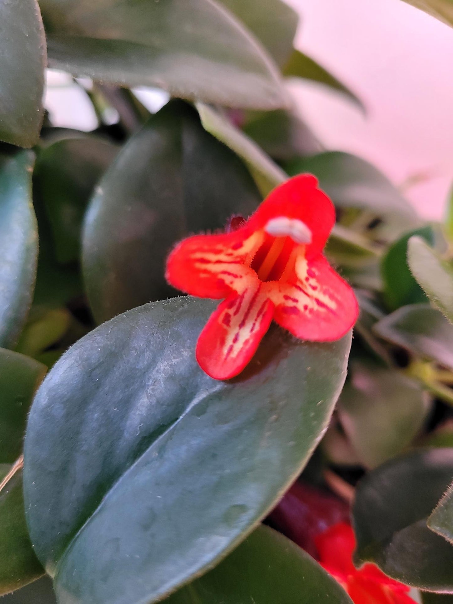 Lipstick Plant (6" hanging pot)