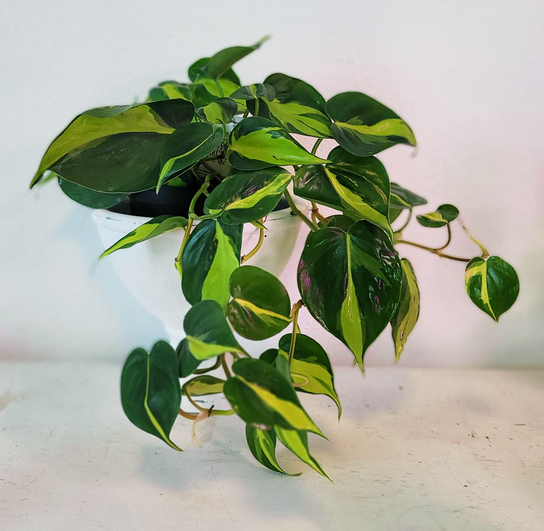 Philodendron Brasil