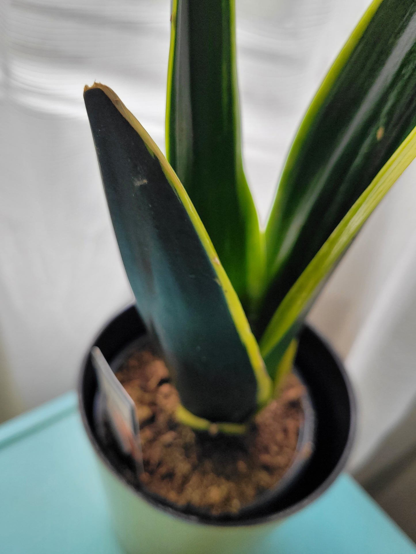 Sansevieria (snake plant)