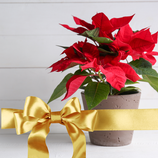 Small Poinsettia