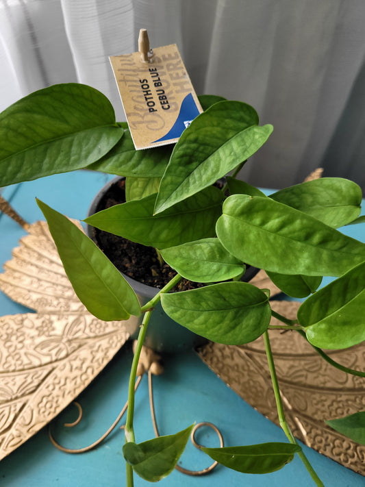 Cebu Blue Pathos