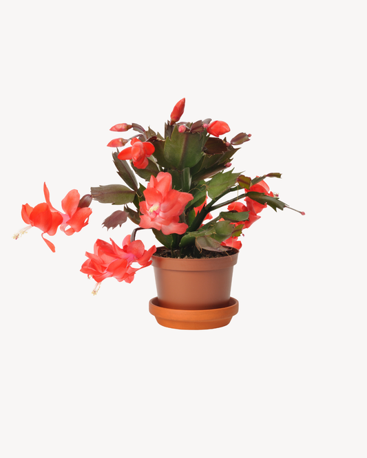 Christmas Cactus 4" pot