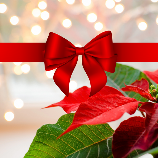 Medium Poinsettia