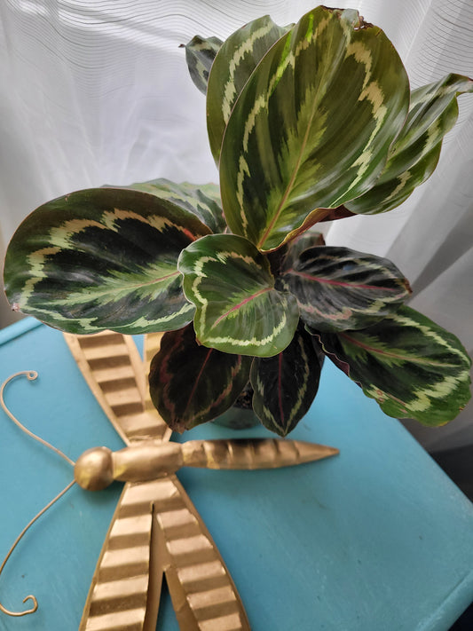 Prayer Plant (Maranta Leuconeura)