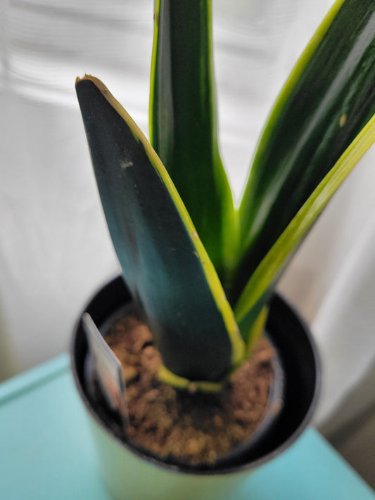 Sansevieria (snake plant)