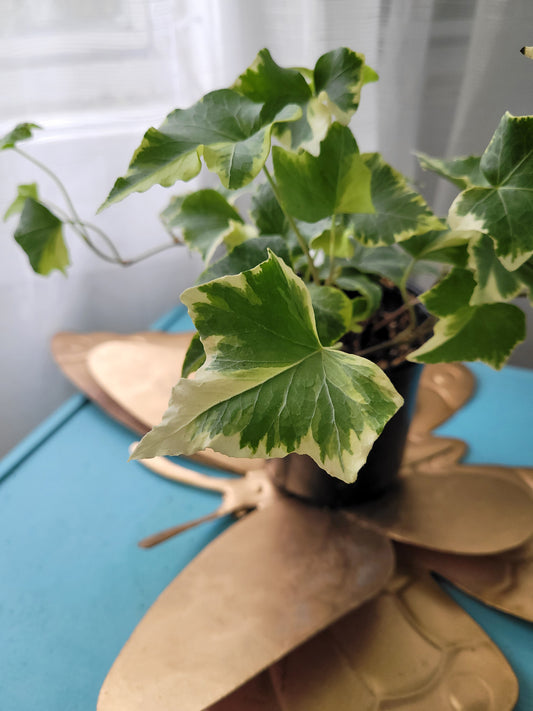 Variegated English Ivy